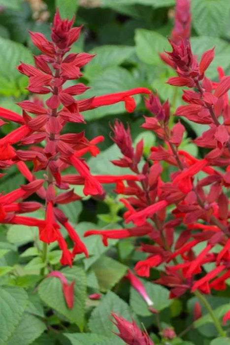 Salvia 'Roman Red' in bloom ©Clesen Wholesale