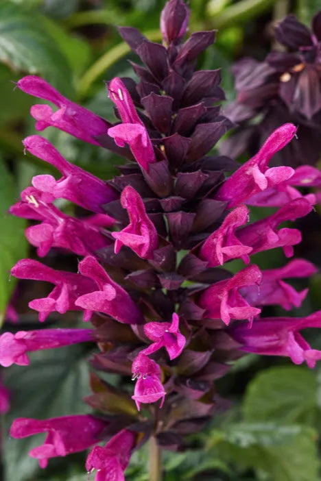 Salvia 'Plum Crazy' in bloom ©Clesen Wholesale