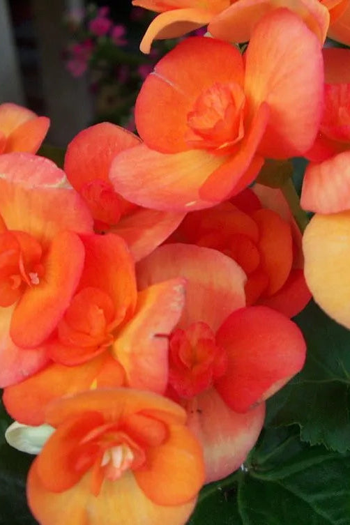 Begonia × hiemalis "Reiger"  'Orange' in bloom and showing the orange flowers ©Clesen Wholesale