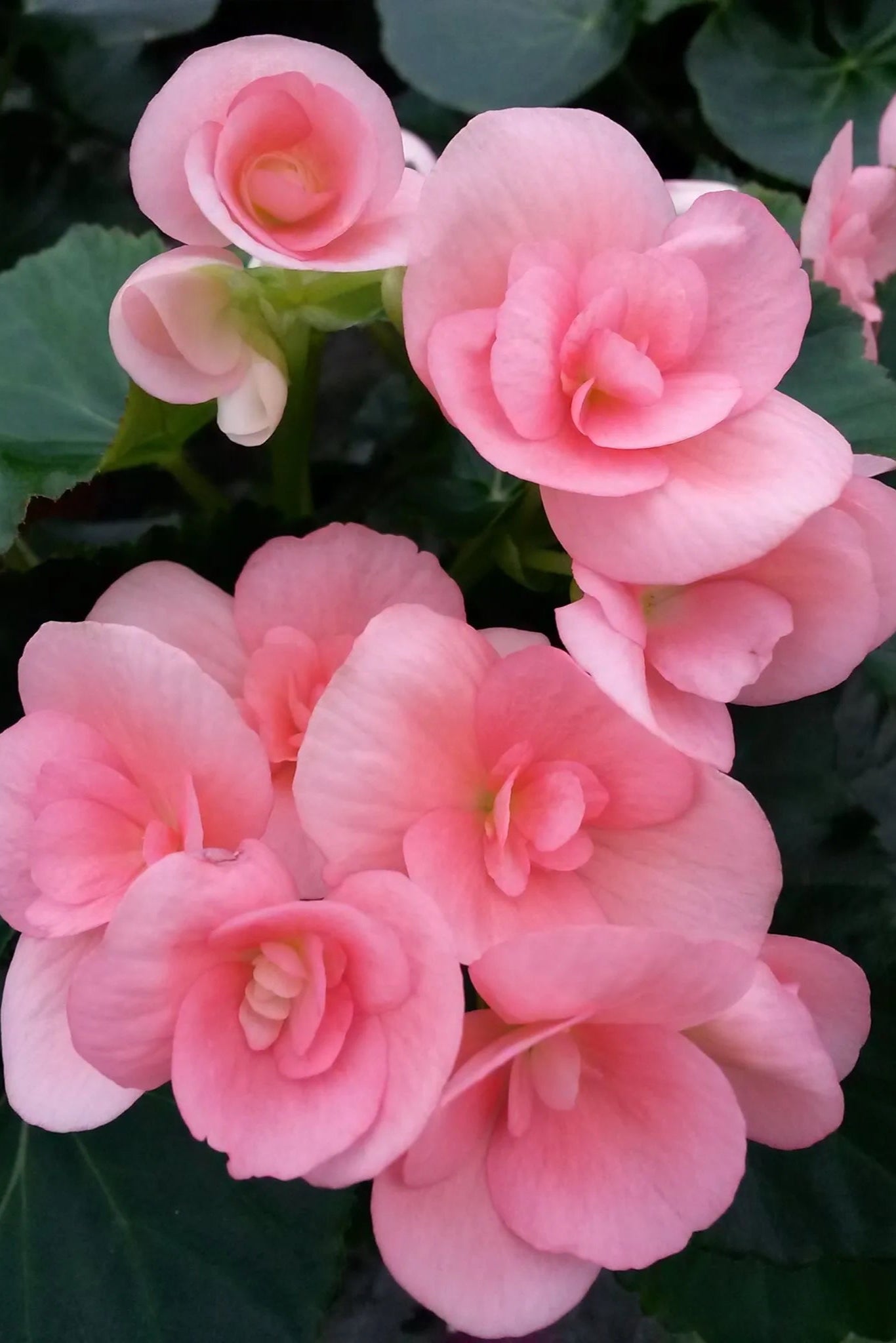 Begonia × hiemalis "Reiger"  'Pink' in bloom and showing the flowers ©Clesen Wholesale