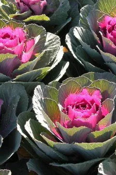 Kale 'Nagoya Red' ©Clesen Wholesale