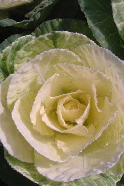 Kale 'Nagoya White' ©Clesen Wholesale