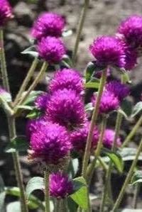 Gomphrena 'Las Vegas Purple'  in mass and blooming ©Clesen Wholesale