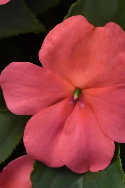 Impatiens walleriana 'Beacon Coral' flower with its pink coral petals up close ©Clesen Wholesale