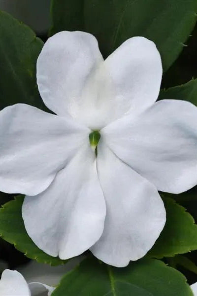 Impatiens walleriana 'Beacon White' flower with its white petals up close ©Clesen Wholesale