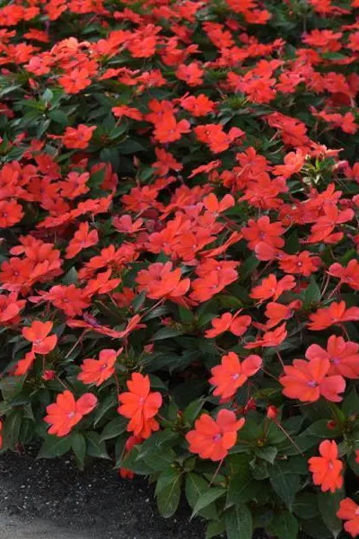 Impatiens hawkeri 'Bounce Bright Coral' in bloom ©Clesen Wholesale
