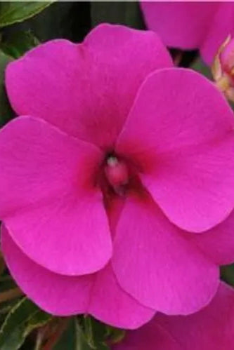 Impatiens hawkeri 'Bounce Violet' in bloom ©Clesen Wholesale