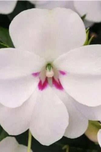 Impatiens hawkeri 'Bounce White' in bloom ©Clesen Wholesale