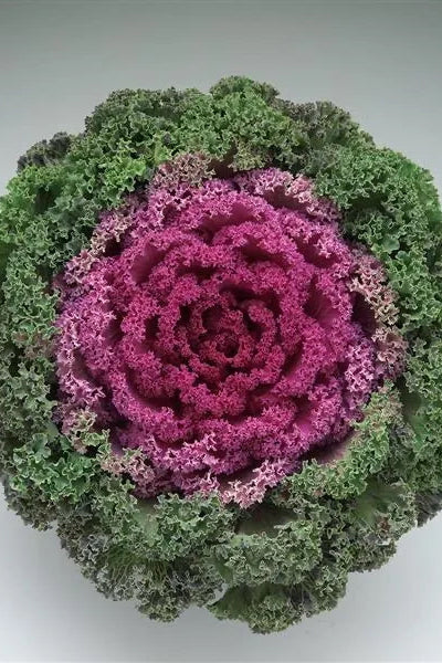 Kale 'Kamome Bright Red' ©Clesen Wholesale