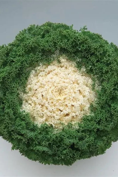 Kale 'Kamome Bright White' ©Clesen Wholesale