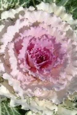 Kale 'Pigeon Victoria Pink F1' ©Clesen Wholesale