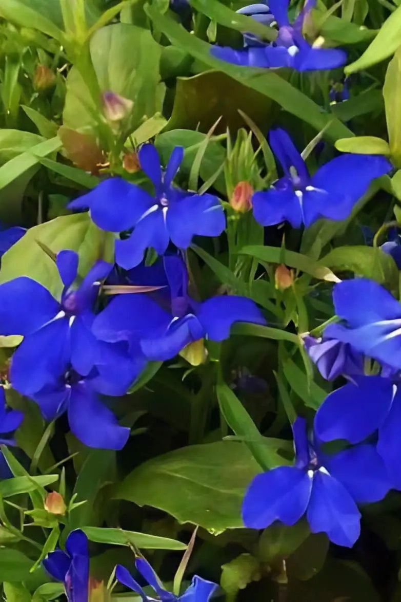 Lobelia 'Riviera Midnight Blue' flowers up close ©Clesen Wholesale