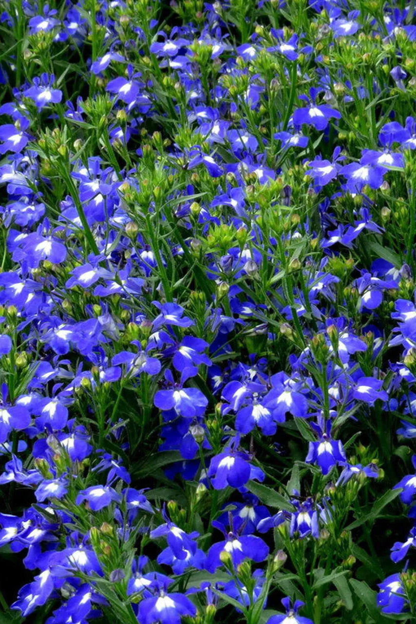 Lobelia 'Techno Heat Upright Dark Blue' flowers up close ©Clesen Wholesale