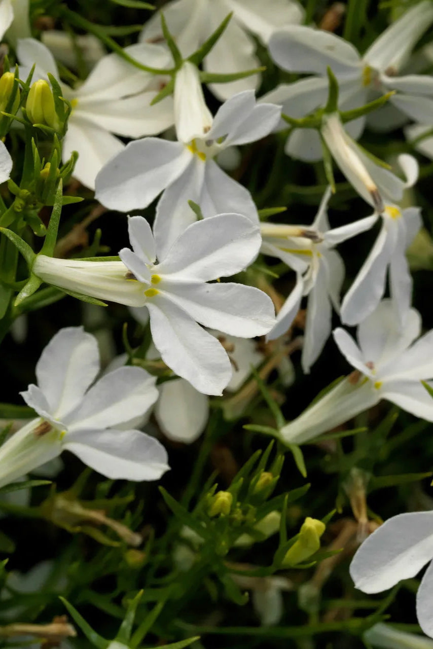 Lobelia 'Techno Heat Upright White' flowers up close ©Clesen Wholesale