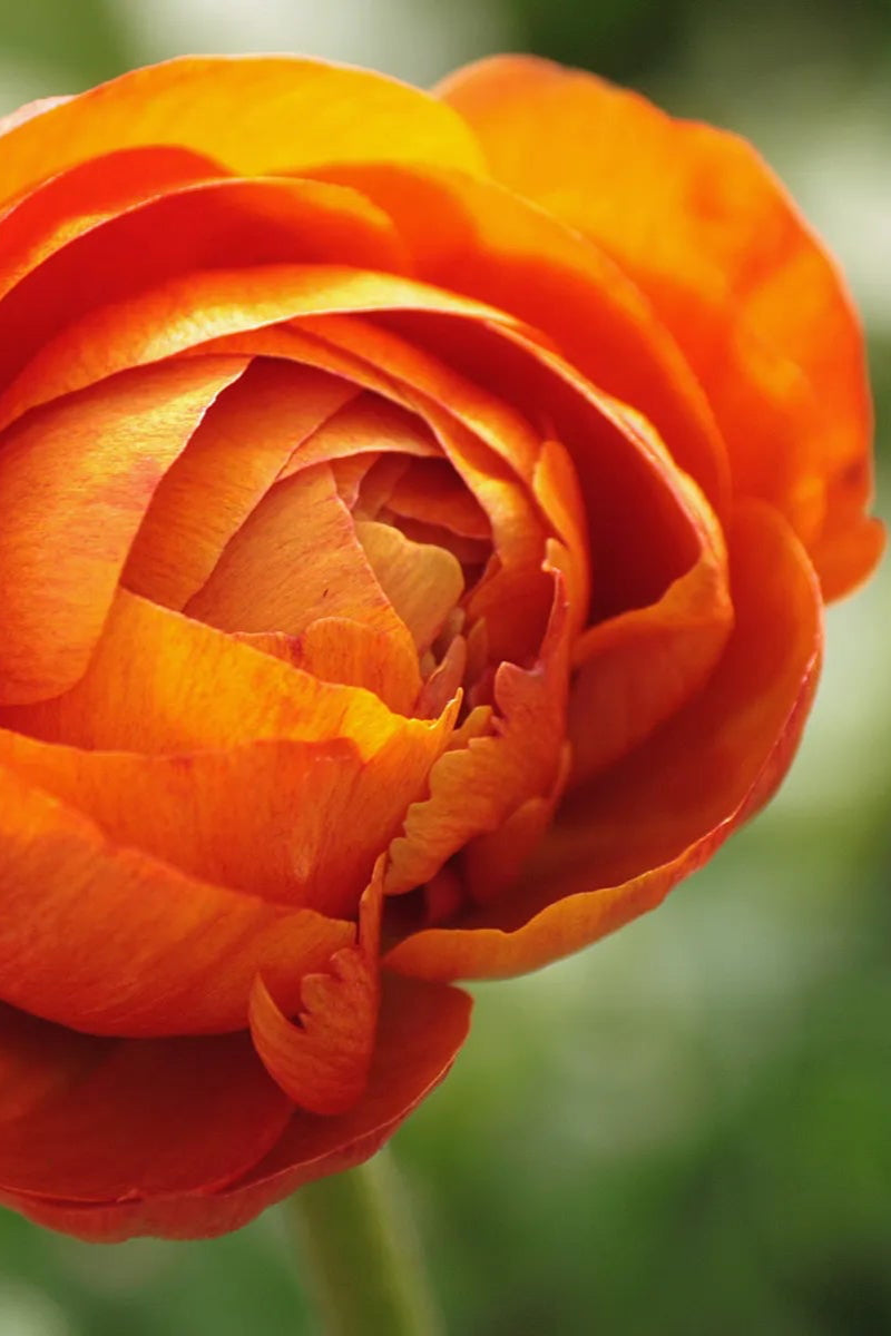 Ranunculus 'Mache Orange' in bloom ©Clesen Wholesale