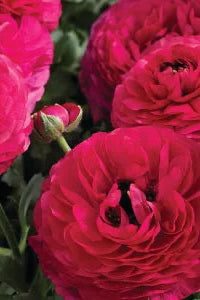 Ranunculus 'Mache Rose' in bloom ©Clesen Wholesale