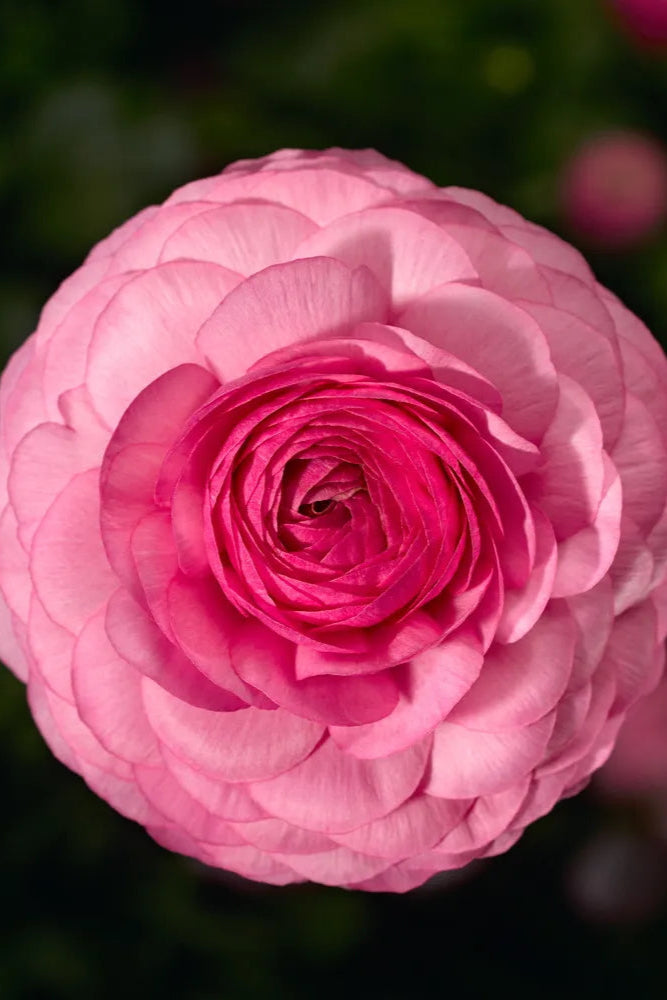 Ranunculus 'Mache Pink' in bloom ©Clesen Wholesale