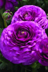 Ranunculus 'Mache Purple' in bloom ©Clesen Wholesale