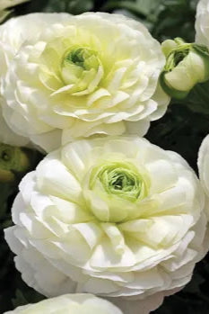 Ranunculus 'Mache White' in bloom ©Clesen Wholesale