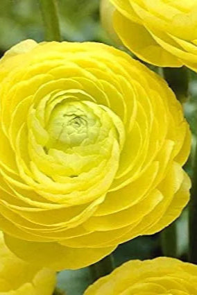 Ranunculus 'Mache Yellow' in bloom ©Clesen Wholesale