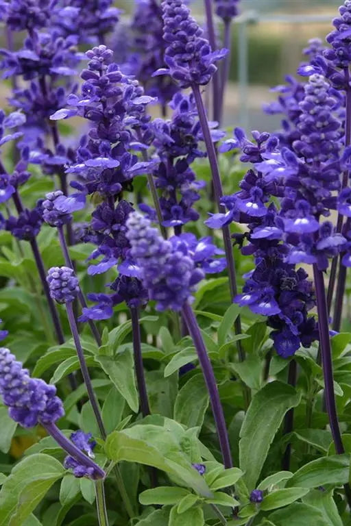 Salvia 'Candle Midnight' in bloom ©Clesen Wholesale