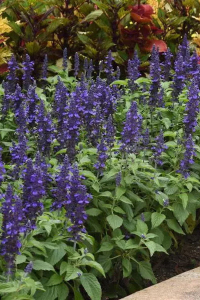 Salvia 'Mysty' in bloom ©Clesen Wholesale