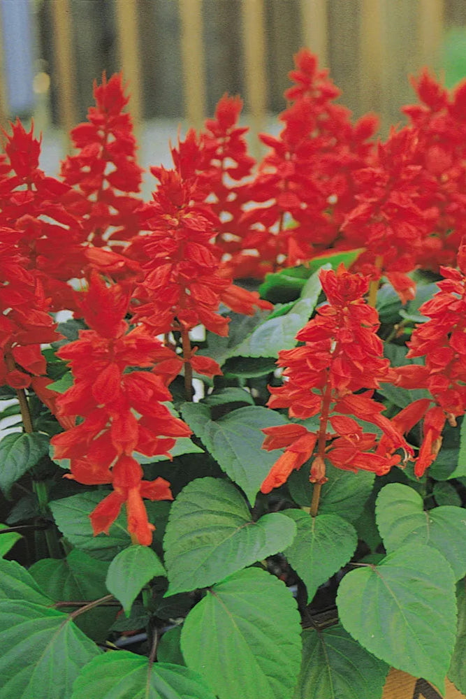 Salvia 'Vista Red' in bloom ©Clesen Wholesale