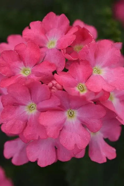 Verbena 'Cadet Pink' in bloom and up close ©Clesen Wholesale