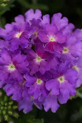 Verbena 'Cadet Lavender Blue' in bloom and up close ©Clesen Wholesale