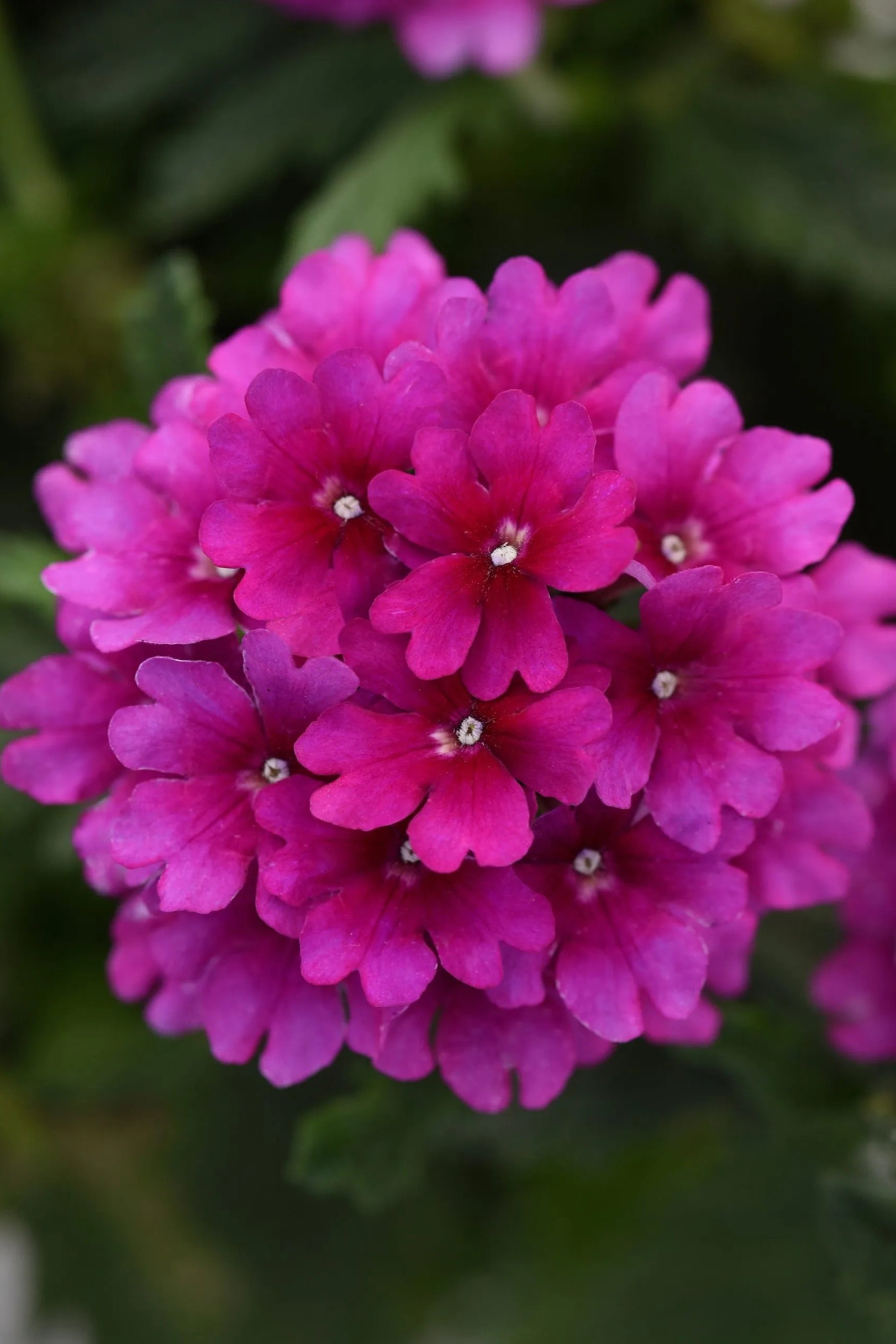 Verbena 'Cadet Purple' in bloom and up close ©Clesen Wholesale