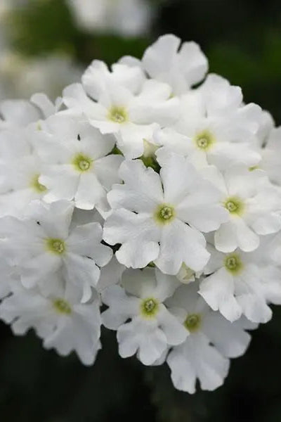 Verbena 'Cadet White' in bloom and up close ©Clesen Wholesale