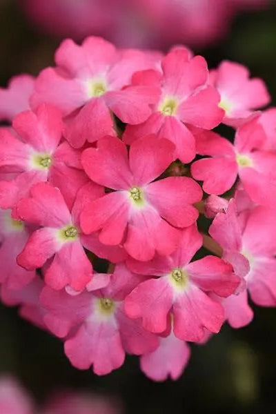 Verbena 'Firehouse Pink'  in bloom and up close ©Clesen Wholesale