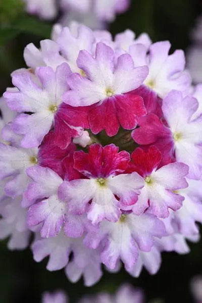 Verbena 'Firehouse Purple Fizz' in bloom and up close ©Clesen Wholesale