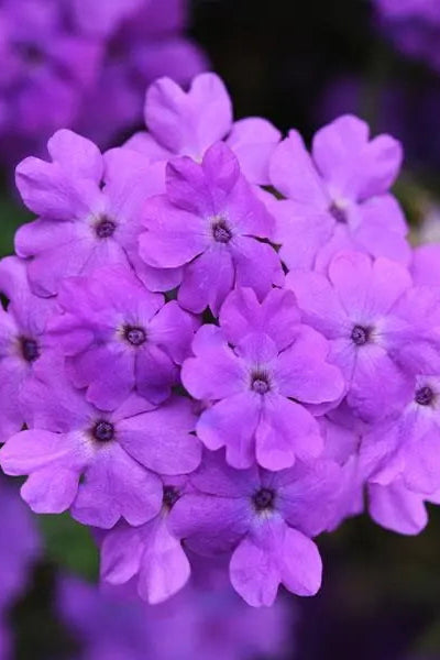 Verbena 'Firehouse Grape' in bloom and up close ©Clesen Wholesale