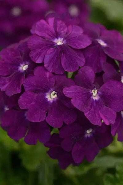 Verbena 'Firehouse Purple' in bloom and up close ©Clesen Wholesale