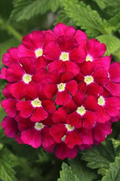 Verbena 'Firehouse Red' in bloom and up close ©Clesen Wholesale