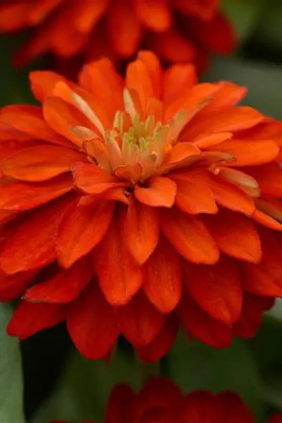 Zinnia 'Zahara Double Bright Orange' in bloom and up close ©Clesen Wholesale
