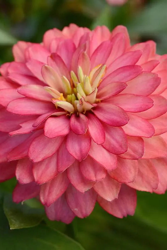 Zinnia 'Zahara Double Salmon' in bloom and up close ©Clesen Wholesale
