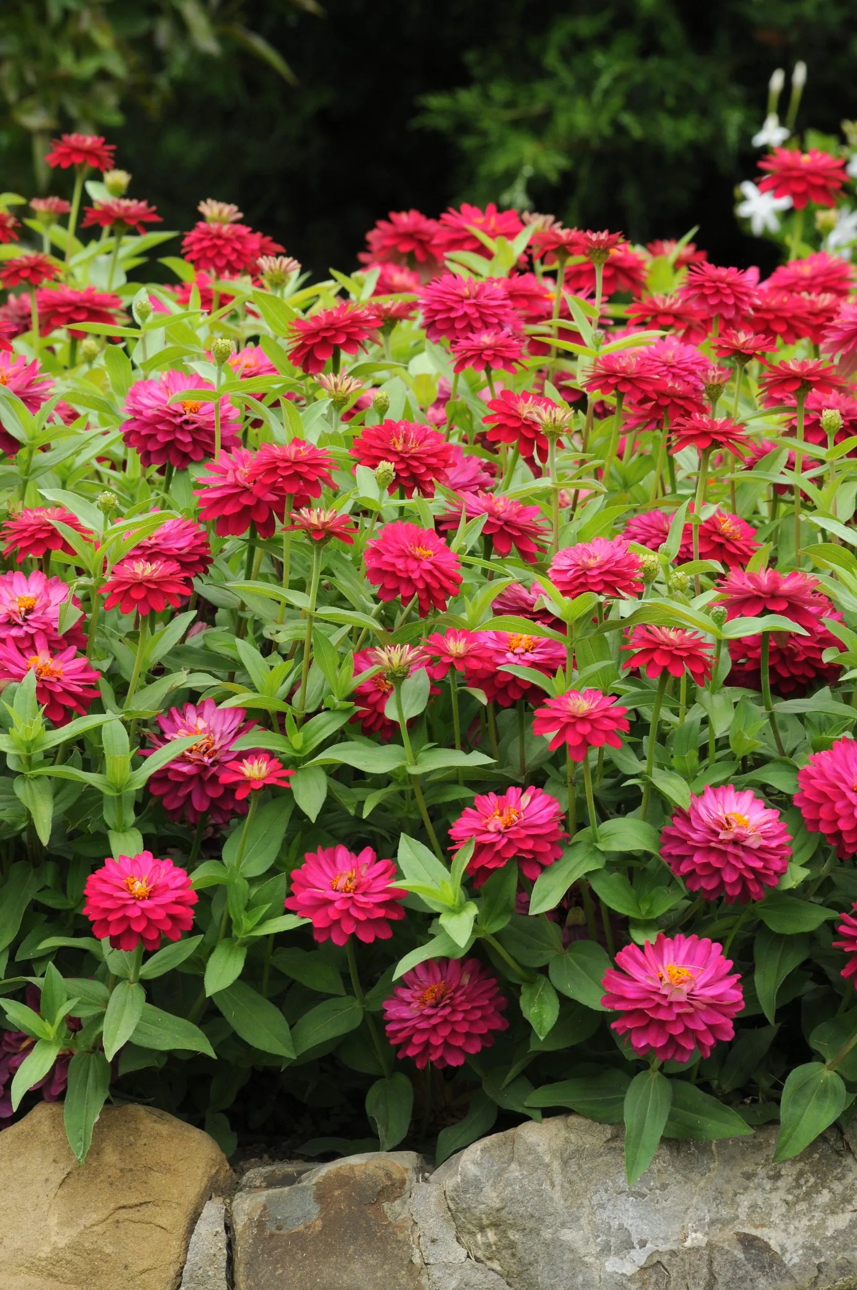 Zinnia 'Zahara Double Cherry' in bloom and planted in mass ©Clesen Wholesale