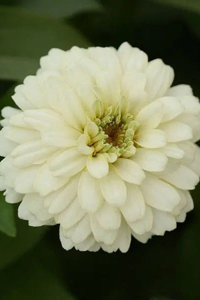 Zinnia 'Zahara Double White' in bloom and up close ©Clesen Wholesale