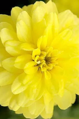 Zinnia 'Zahara Double Yellow' in bloom and up close ©Clesen Wholesale