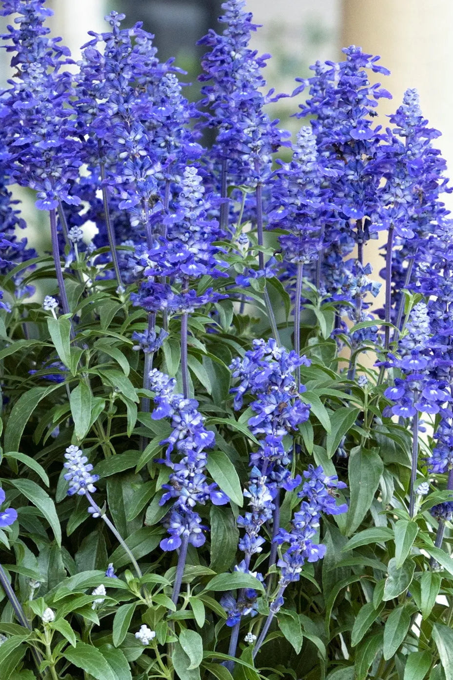 Salvia 'Sally Fun Deep Ocean Blue' in bloom ©Clesen Wholesale
