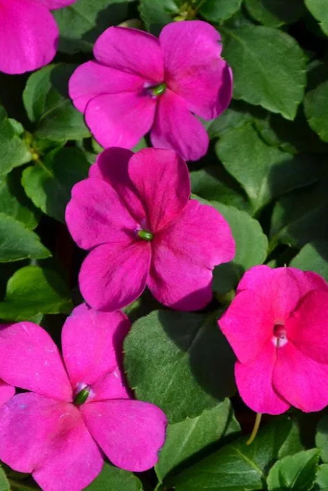 Impatiens walleriana 'Beacon Violet Shades' flower up close ©Clesen Wholesale