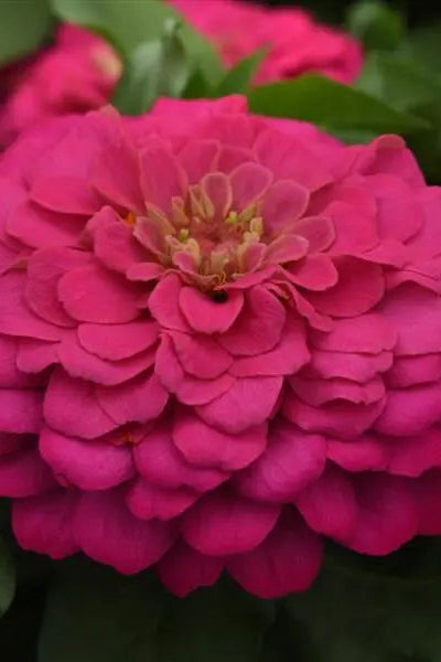Zinnia 'Zesty Pink' in bloom and up close ©Clesen Wholesale