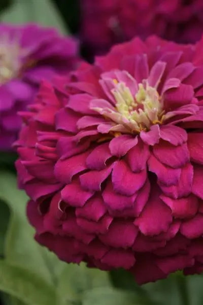 Zinnia 'Zesty Purple' in bloom and up close ©Clesen Wholesale