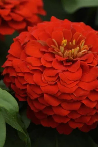 Zinnia 'Zesty Scarlet' in bloom and up close ©Clesen Wholesale