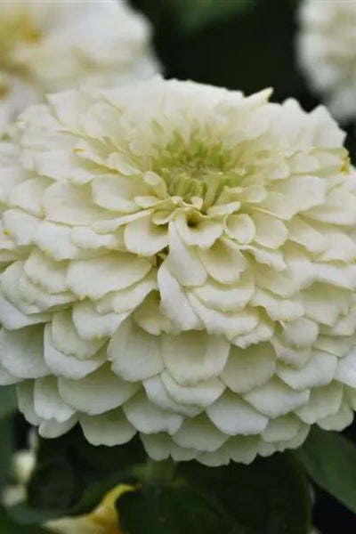 Zinnia 'Zesty White' in bloom and up close ©Clesen Wholesale