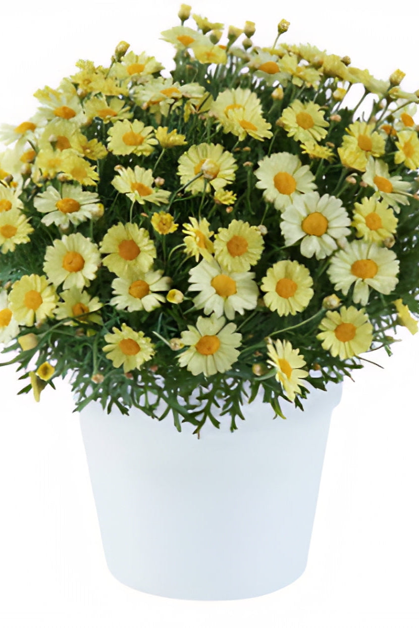 Argyranthemum 'Lolllies Buttermint' in bloom and up close ©Clesen Wholesale