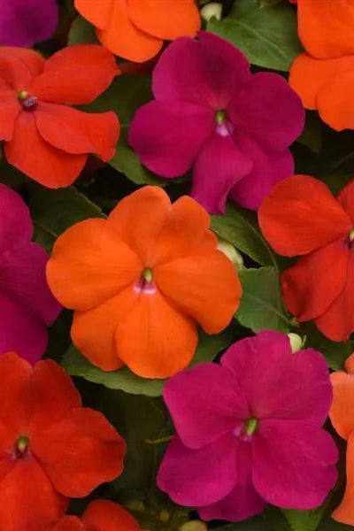 Impatiens walleriana 'Beacon Sanibel Mix flower with its mixed colors up close ©Clesen Wholesale