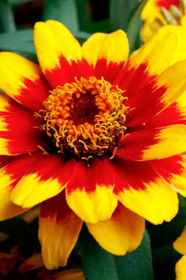 Zinnia 'Profusion Red Yellow Bicolor' in bloom and up close ©Clesen Wholesale